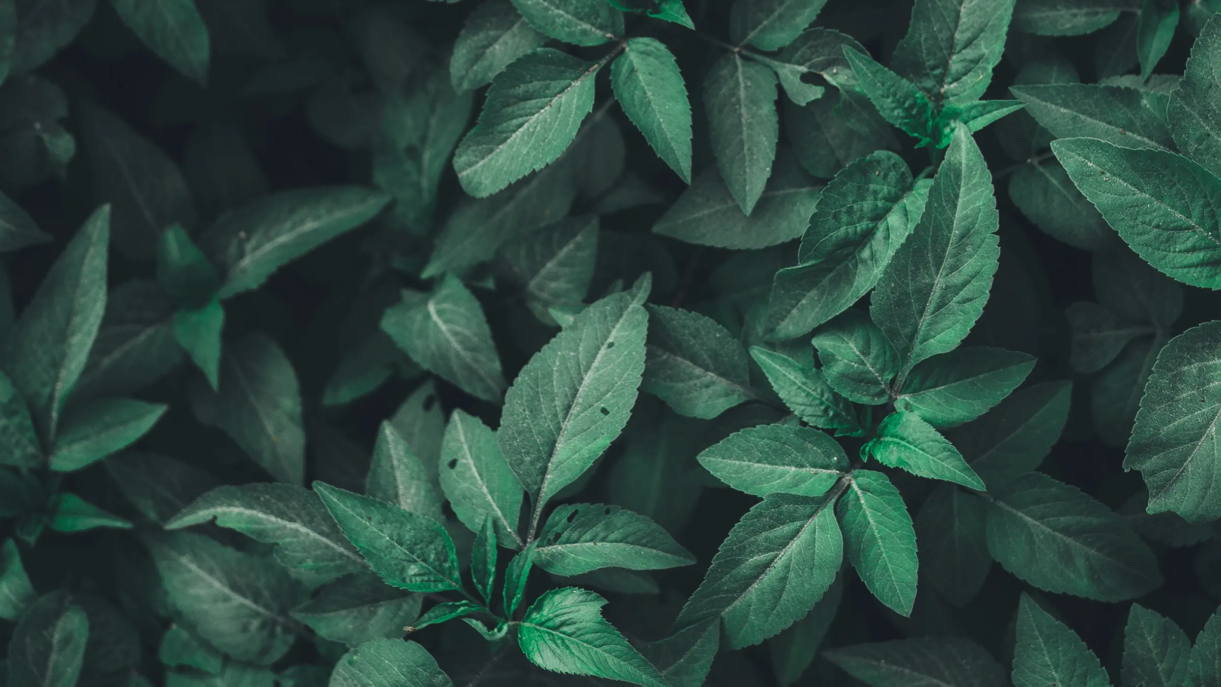 banner-15